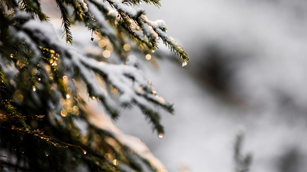 A Year End Message From Our CEO | Movenet News